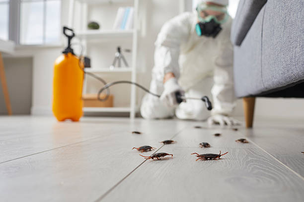 Affordable Termite Control solutions in Black Hammock, FL